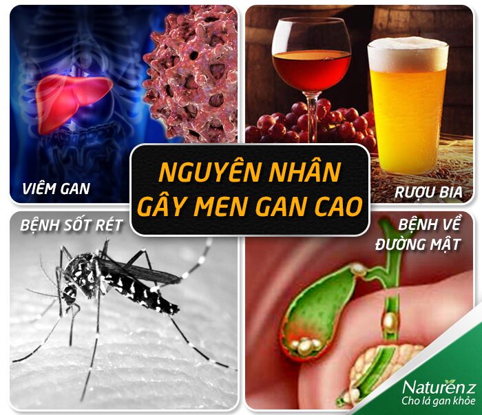 Nhiều nguyên nhân có thể gây men tăng cao